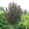 Leszczyna 'Anny's Red Dwarf' szczepiona na pniu, karłowa 150-160cm