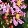 Lagerstroemia  'With Love Babe' karłowa, bez południa, ogród, donica c2