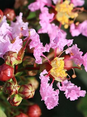 Lagerstroemia  'With Love Babe' karłowa, bez południa, ogród, donica c2