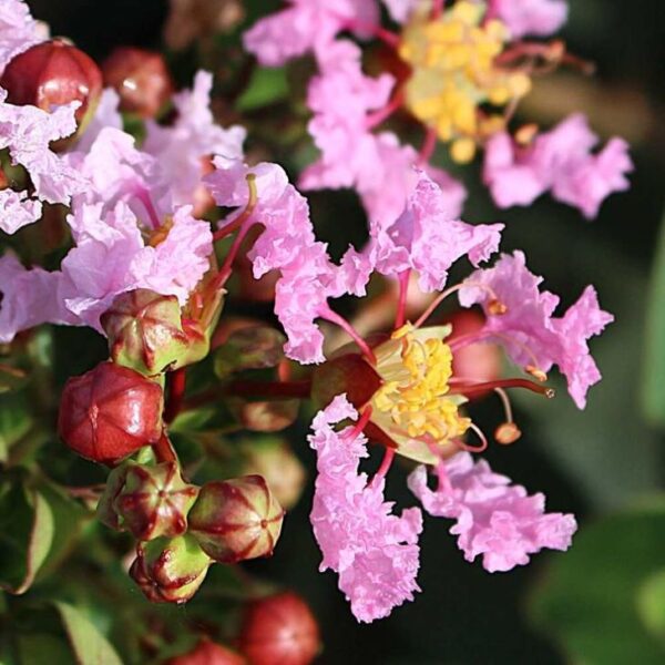 Lagerstroemia  'With Love Babe' karłowa, bez południa, ogród, donica c2