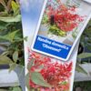 Nandina 'Obsessed',zimozielona,niski krzew, ogród, donica, kompaktowa c5