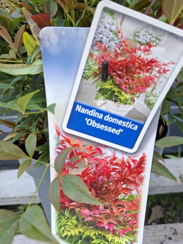 Nandina 'Obsessed',zimozielona,niski krzew, ogród, donica, kompaktowa c5