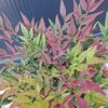 Nandina 'Obsessed',zimozielona,niski krzew, ogród, donica, kompaktowa c5