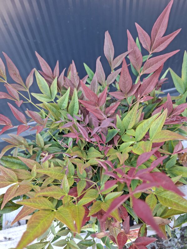 Nandina 'Obsessed',zimozielona,niski krzew, ogród, donica, kompaktowa c5