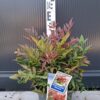 Nandina 'Obsessed',zimozielona,niski krzew, ogród, donica, kompaktowa c5