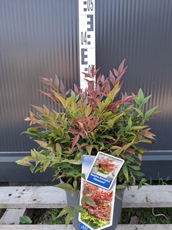 Nandina 'Obsessed',zimozielona,niski krzew, ogród, donica, kompaktowa c5