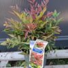 Nandina 'Obsessed',zimozielona,niski krzew, ogród, donica, kompaktowa c5