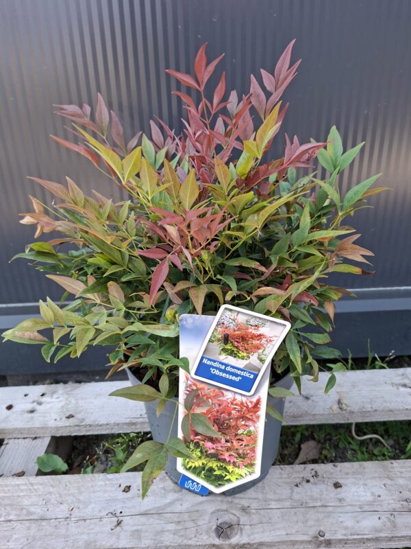 Nandina 'Obsessed',zimozielona,niski krzew, ogród, donica, kompaktowa c5