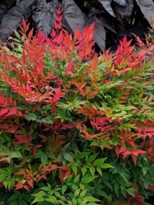 Nandina 'Obsessed',zimozielona,niski krzew, ogród, donica, kompaktowa c5