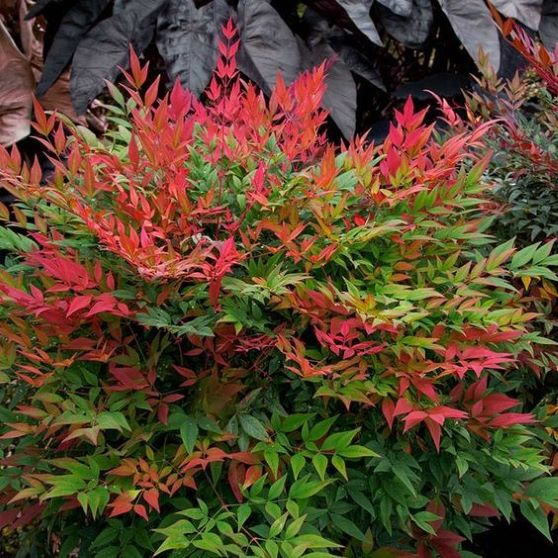 Nandina 'Obsessed',zimozielona,niski krzew, ogród, donica, kompaktowa c5