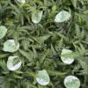 Arachniodes aristata 'Variegata' paproć, niska, do cienia, mrozoodporna c2