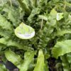 Asplenium scolopendrium (języcznik zwyczajny) paproć, do cienia, mrozoodporna c2
