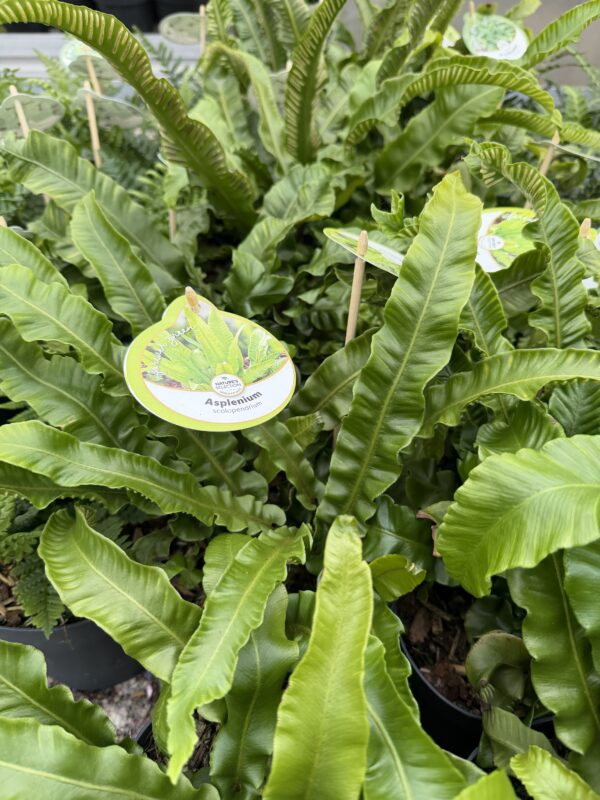 Asplenium scolopendrium (języcznik zwyczajny) paproć, do cienia, mrozoodporna c2