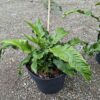 Asplenium scolopendrium (języcznik zwyczajny) paproć, do cienia, mrozoodporna c2