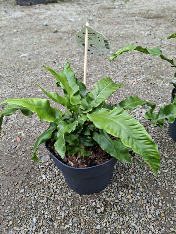 Asplenium scolopendrium (języcznik zwyczajny) paproć, do cienia, mrozoodporna c2