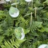 Dryopteris affinis (nerecznica złocista) paproć, do cienia, mrozoodporna c2