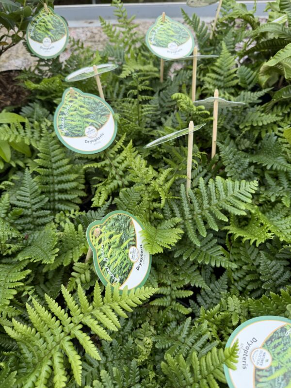 Dryopteris affinis (nerecznica złocista) paproć, do cienia, mrozoodporna c2