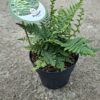 Dryopteris affinis (nerecznica złocista) paproć, do cienia, mrozoodporna c2