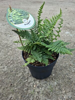 Dryopteris affinis (nerecznica złocista) paproć, do cienia, mrozoodporna c2
