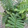 Dryopteris affinis (nerecznica złocista) paproć, do cienia, mrozoodporna c2