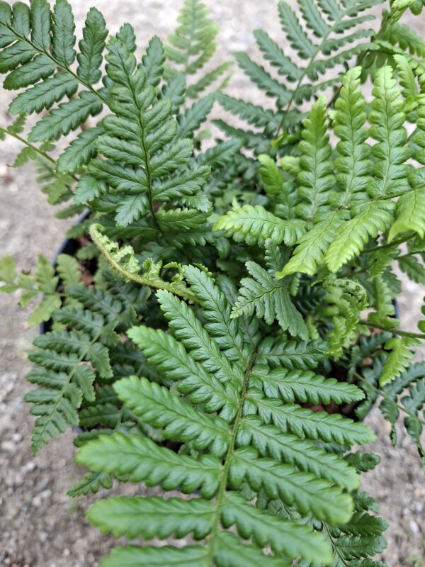 Dryopteris affinis (nerecznica złocista) paproć, do cienia, mrozoodporna c2