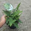 Dryopteris affinis (nerecznica złocista) paproć, do cienia, mrozoodporna c2