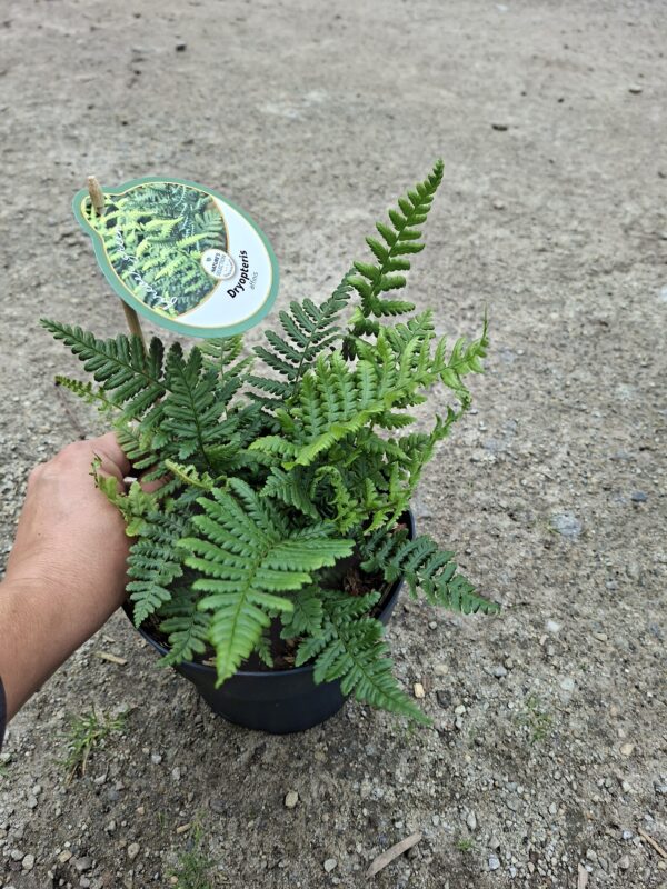Dryopteris affinis (nerecznica złocista) paproć, do cienia, mrozoodporna c2