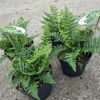 Dryopteris affinis (nerecznica złocista) paproć, do cienia, mrozoodporna c2