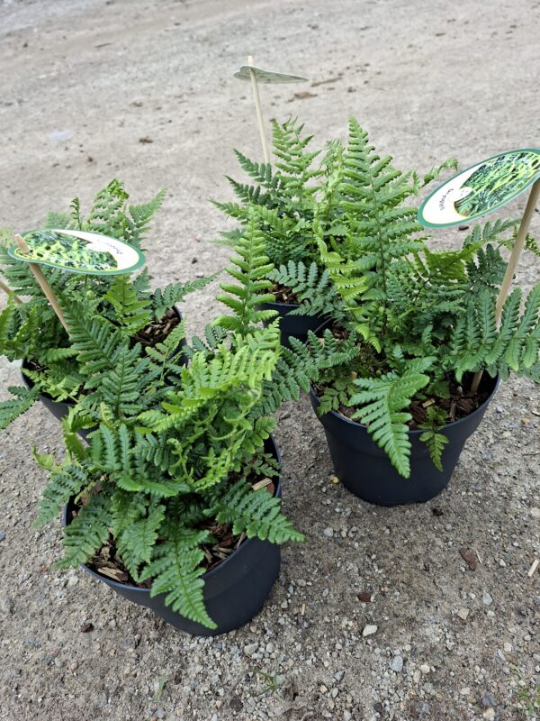 Dryopteris affinis (nerecznica złocista) paproć, do cienia, mrozoodporna c2