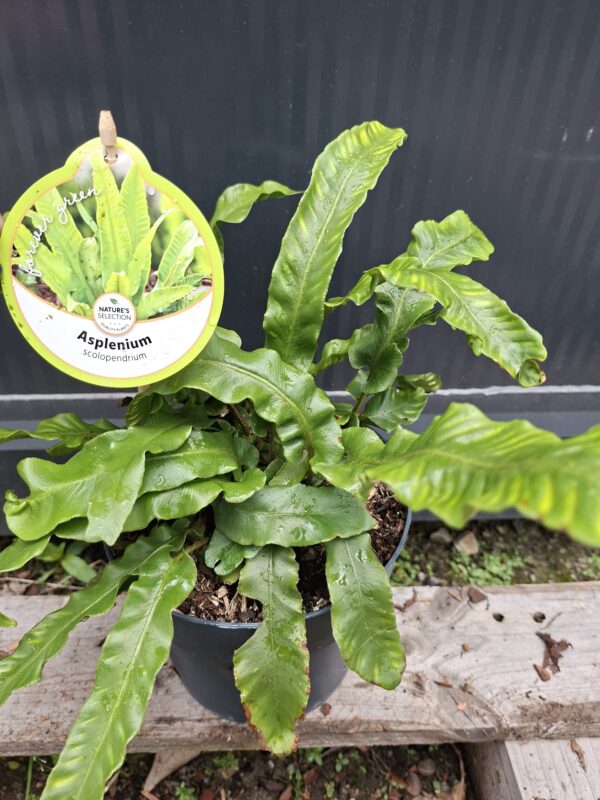 Asplenium scolopendrium (języcznik zwyczajny) paproć, do cienia, mrozoodporna c2