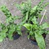 Asplenium scolopendrium (języcznik zwyczajny) paproć, do cienia, mrozoodporna c2