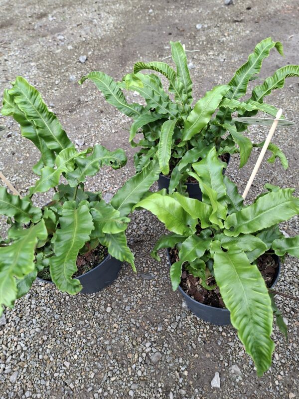 Asplenium scolopendrium (języcznik zwyczajny) paproć, do cienia, mrozoodporna c2