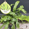 Asplenium scolopendrium (języcznik zwyczajny) paproć, do cienia, mrozoodporna c2
