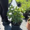 Hortensja bukietowa Silver Dolar c12