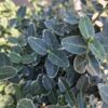 Trzmielina 'Emerald Gaiety',na pniu,zimozielone drzewko,donica,ogród c5