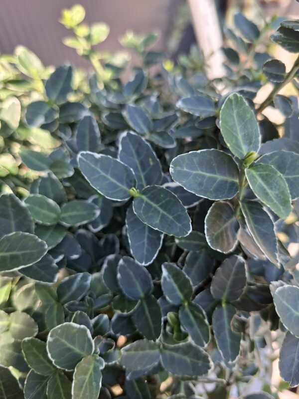 Trzmielina 'Emerald Gaiety',na pniu,zimozielone drzewko,donica,ogród c5