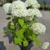 Hortensja krzewiasta 'Annabelle', biała, duża sadzonka c7.5