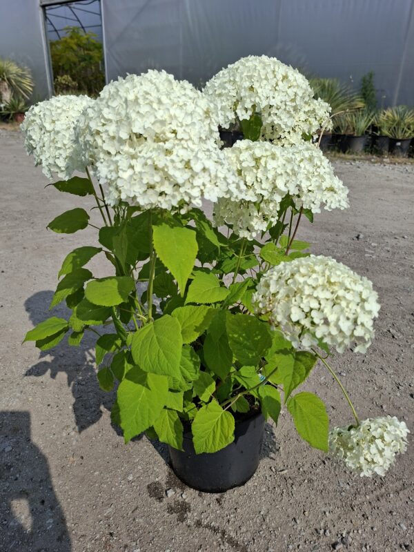 Hortensja krzewiasta 'Annabelle', biała, duża sadzonka c7.5