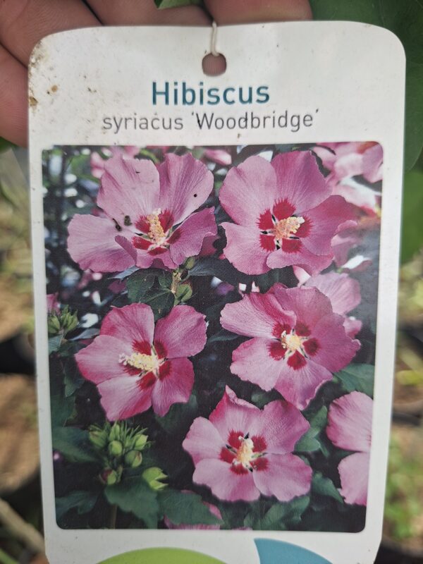 Hibiskus, ketmia syryjska na pniu, różne kolory 130-150cm, pień 90cm