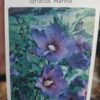 Hibiskus, ketmia syryjska na pniu, różne kolory 130-150cm, pień 90cm