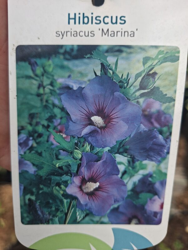 Hibiskus, ketmia syryjska na pniu, różne kolory 130-150cm, pień 90cm