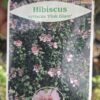 Hibiskus, ketmia syryjska na pniu, różne kolory 130-150cm, pień 90cm