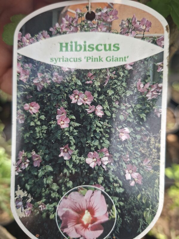 Hibiskus, ketmia syryjska na pniu, różne kolory 130-150cm, pień 90cm