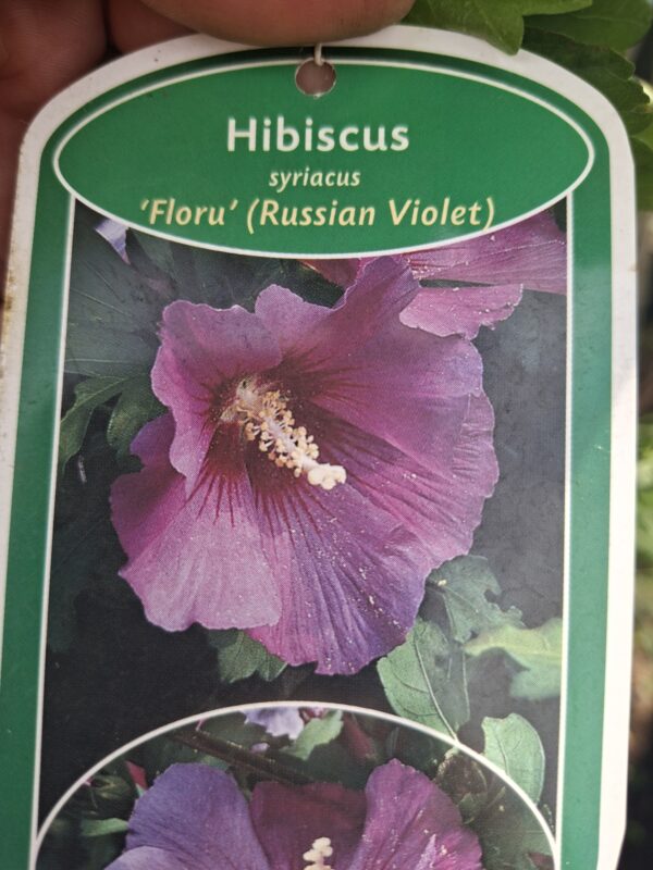 Hibiskus, ketmia syryjska na pniu, różne kolory 130-150cm, pień 90cm