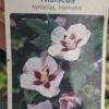 Hibiskus, ketmia syryjska na pniu, różne kolory 130-150cm, pień 90cm