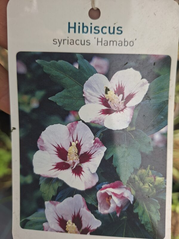 Hibiskus, ketmia syryjska na pniu, różne kolory 130-150cm, pień 90cm