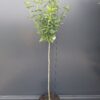 Hibiskus, ketmia syryjska na pniu, różne kolory 130-150cm, pień 90cm