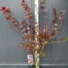 Klon palmowy 'Trompenburg', bordowe liście, 80-110cm c7.5