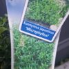 Trzmielina japońska 'Microphyllus',zimozielona,niski żywopłot, donica c5
