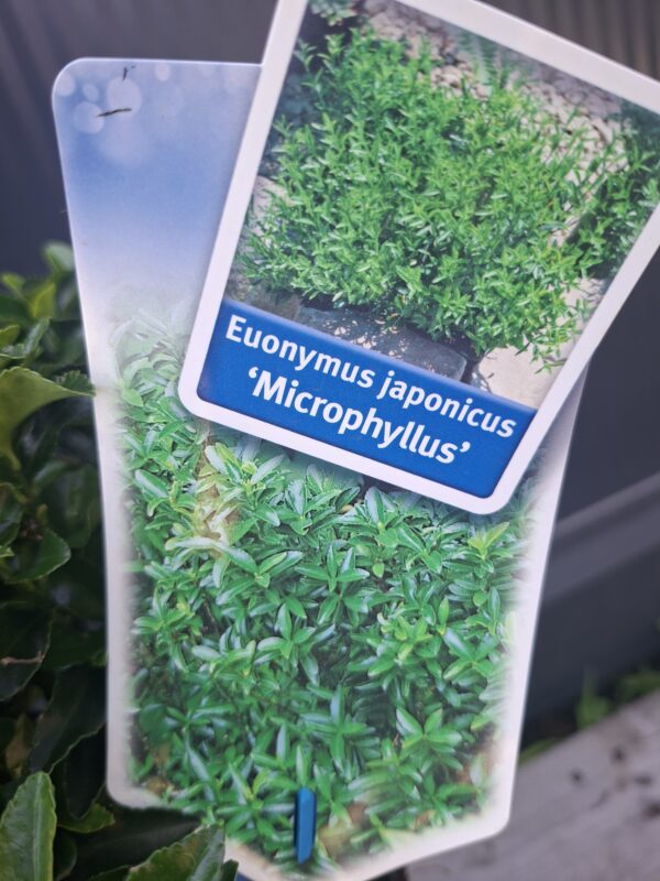 Trzmielina japońska 'Microphyllus',zimozielona,niski żywopłot, donica c5